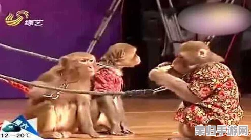 二人生猴子表演视频：欢乐互动与搞笑瞬间，带你领略奇妙的动物才艺秀！