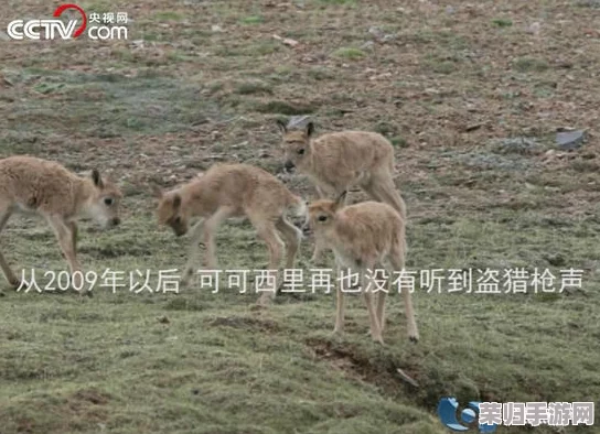 户外野战农村放牛老头:勇敢无畏的乡村守护者,默默坚守的生活使者 户外野战农村放牛老头:勇敢无畏的乡村守护者,默默坚守的生活使者