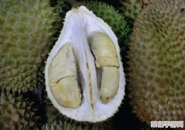 成人榴莲视频-绝对诱惑，让你欲罢不能的禁忌享受