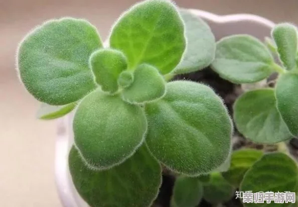 含羞草实验所隐藏2024：神秘的探索之旅，令人着迷深不可测