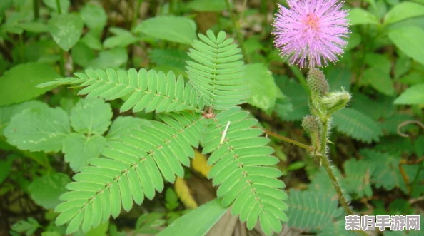 含羞草实验所隐藏2024：神秘的探索之旅，令人着迷深不可测