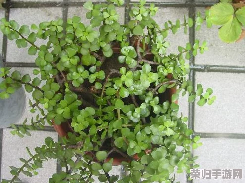 17c草：如何在现代园艺中运用这一新兴植物提升绿化效果与生态价值