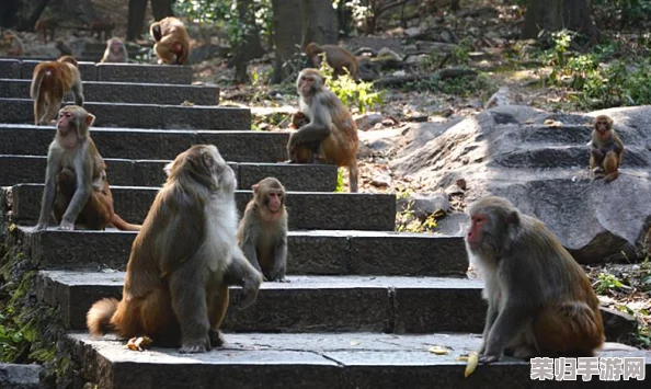 两个人生猴子的全过程不盖被子，网友热议：这是一场关于自由与亲密的真实实验！