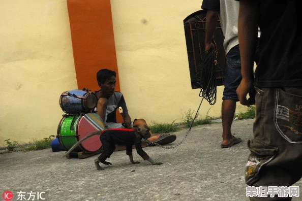 两个人生猴子的全过程不盖被子，网友热议：这是一场关于自由与亲密的真实实验！