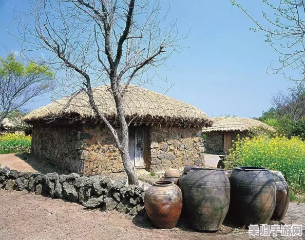 理解韩国朋友家的麦子：感受乡土气息与传统农耕文化的交融之美