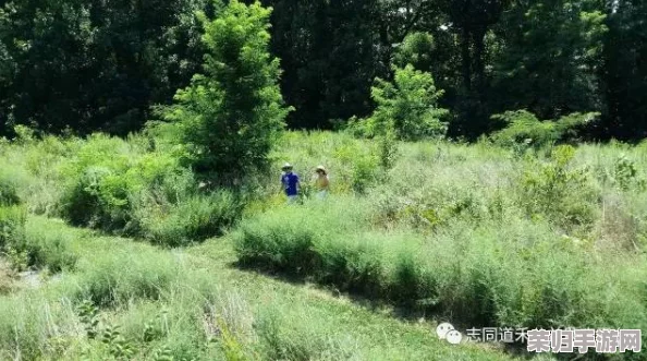 森林隐秘的饮水奥秘：树木如何高效'畅饮'自然之水？