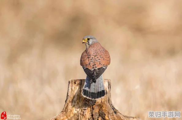 《塞尔达传说:旷野之息》速寻珍稀速速蜥蜴,最佳捕捉位置大 《塞尔达传说:旷野之息》速寻珍稀速速蜥蜴,最佳捕捉位置大