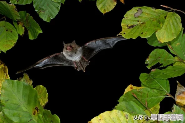 揭秘超自然蝙蝠异兽：独特特征解析与高效猎杀策略，有效对抗暗夜飞行怪物的实战指南