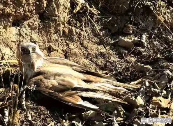 共筑生态屏障，天刀OL携手守护珍稀小勺子鹬，九九公益日爱心启程