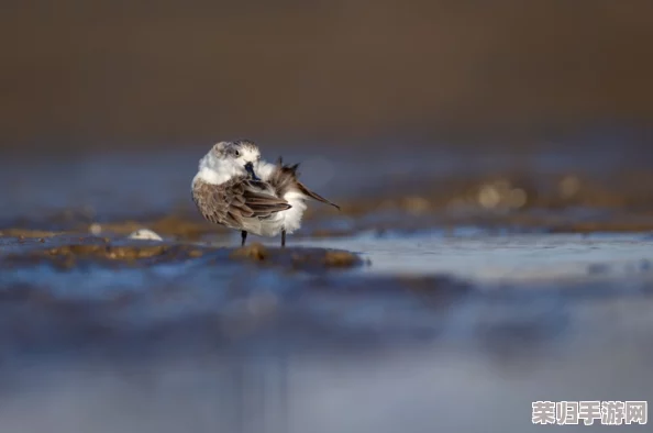 共筑生态屏障，天刀OL携手守护珍稀小勺子鹬，九九公益日爱心启程