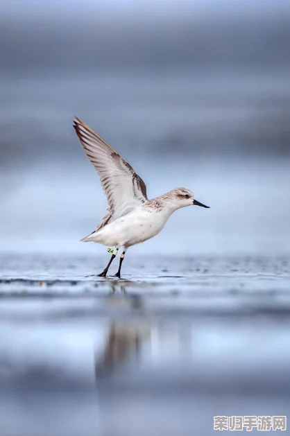 共筑生态屏障，天刀OL携手守护珍稀小勺子鹬，九九公益日爱心启程