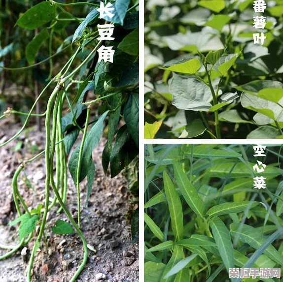 《桃源记》全面指南：从选种到丰收，细致解锁野菜苗高效种植步骤