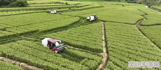 《桃源记》全面指南：从选种到丰收，细致解锁野菜苗高效种植步骤