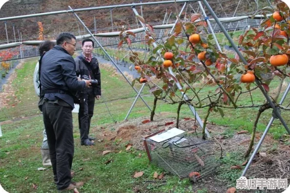 仙山田园秘辛：小农果树种植贡献率全览与高效栽培策略指南