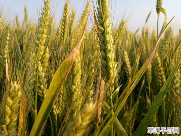 创意融合，植物VS僵尸杂交版挑战极限：揭秘冒险模式62通关策略与技巧深度实践