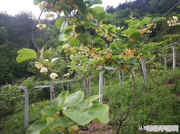 俄罗斯摘花:在美丽的自然中感受春天的气息与浪漫之旅 俄罗斯摘花:在美丽的自然中感受春天的气息与浪漫之旅