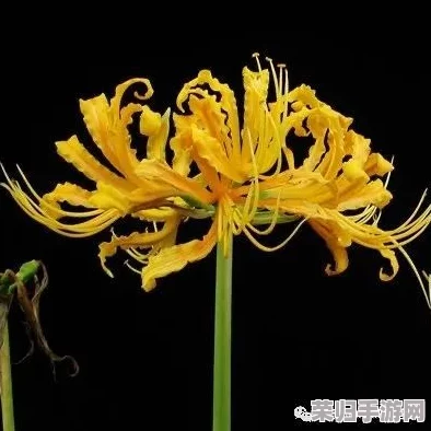 绞尽by金银花：神秘力量、传说真相、古老秘密和未解之谜