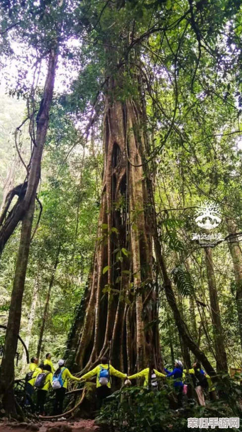 探索《光遇》奇幻之旅：揭秘雨林深处，寻觅遗落的密林遗迹秘境