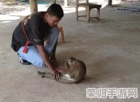 男女生猴子：爆笑搞笑视频大全，网友疯传的最新段子集锦