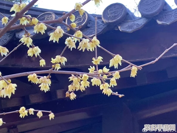 怡春院大香蕉：畅享春日暖阳，感受生活的无限魅力与乐趣