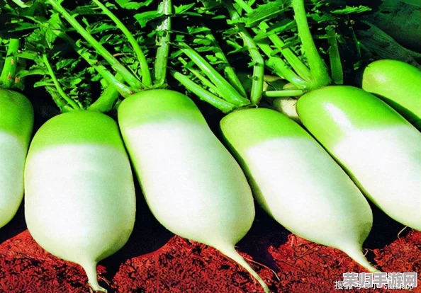 萝卜不黄9.1，教你如何轻松种出鲜嫩美味的健康蔬菜秘诀！