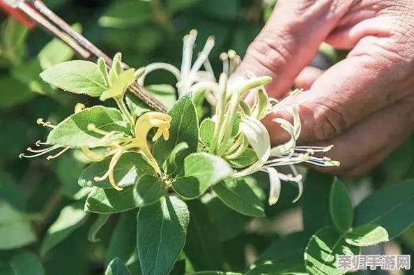 隔墙有眼TXL金银花：热门流言揭秘，真相惊人！
