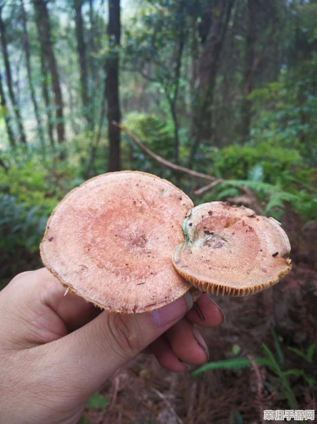 四川w搡BBB搡wBBB搡BBBBB：探索舌尖上的美味与人们的热情，感受独特的地方魅力与文化交融