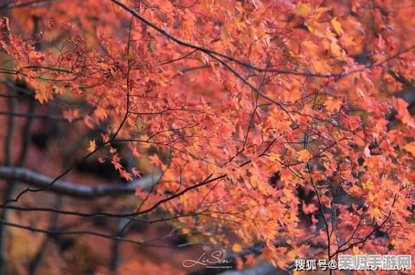日本颜色程度10颗星：感受绚丽秋季的自然魅力与文化之美，带你领略独特风情