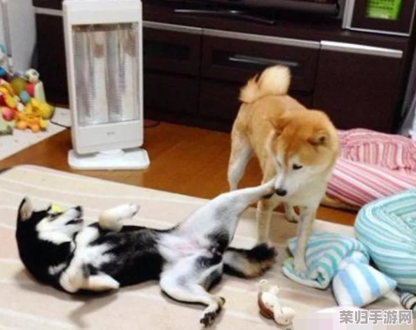 啊哈有人来了啊哈风调禹顺，畅享生活乐趣与美好时光的完美结合