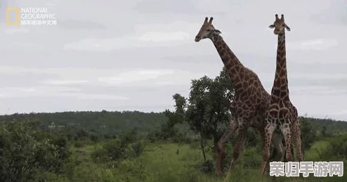 探索野兽领主新纪元：物竞天择策略指南与高效活动物品兑换攻略