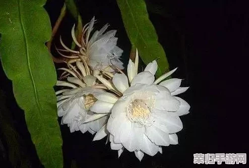 《黑神话：悟空》游戏探索指南——揭秘虎头牌珍稀道具获取地点与策略全攻略