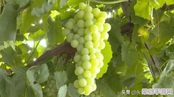 金秋梅荡秋千夹葡萄,感受丰收季节的美好与自然的馈赠,尽享生活中的小确幸 金秋梅荡秋千夹葡萄,感受丰收季节的美好与自然的馈赠,尽享生活中的小确幸