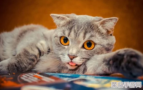 猫咪成人地域网名怎么取：创意与个性并存的命名技巧分享