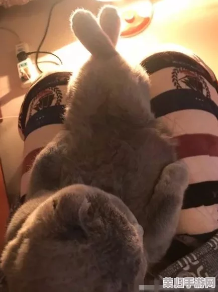 猫咪成人地域网名怎么取：创意与个性并存的命名技巧分享