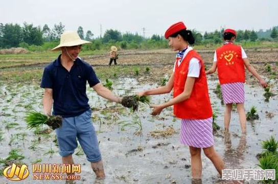 夫妻插秧100种方法图片大全，轻松掌握农田技巧与实用经验分享