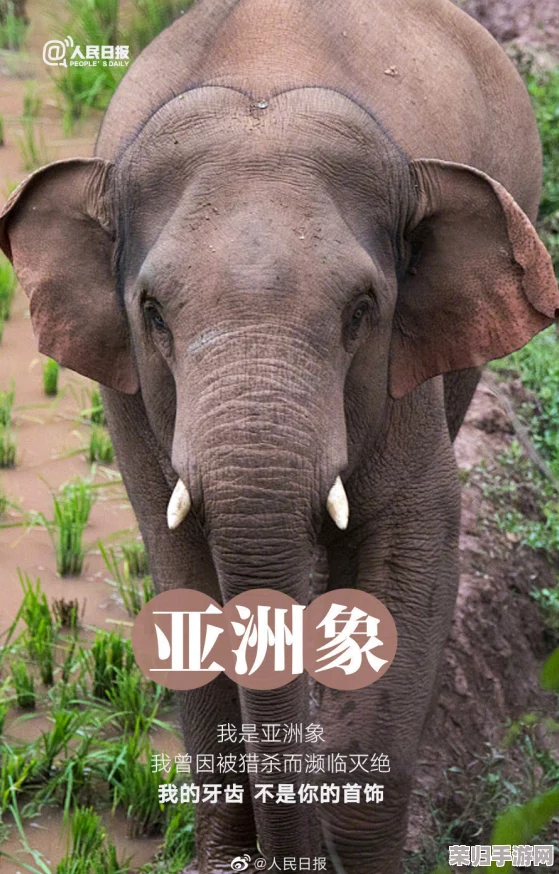 人与禽ZZZ0交酡牧场：探索人与动物和谐共处的奇妙体验与无尽乐趣