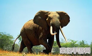 人与禽ZZZ0交酡牧场：探索人与动物和谐共处的奇妙体验与无尽乐趣