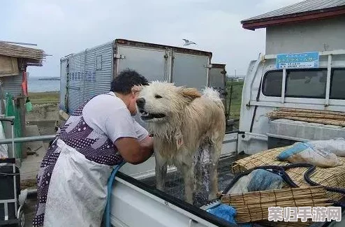 我的狗老公拉婆婆一起，陪伴与温暖的幸福生活分享