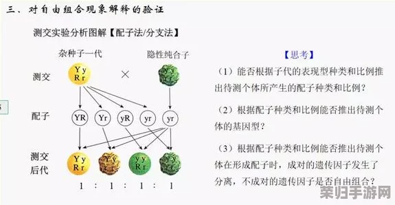 探索动物森林法则：波波英雄独特技能全解析与实战效能评估