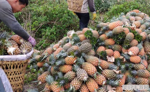 贵丰大菠萝805d4：绝对物超所值，口感鲜美，果肉多汁，让人回味无穷
