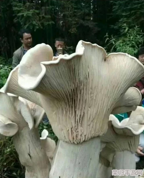17c吃瓜黑料蘑菇网友热议：真相背后竟隐藏着这些不为人知的秘密！