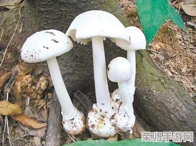 17c吃瓜黑料蘑菇网友热议：真相背后竟隐藏着这些不为人知的秘密！