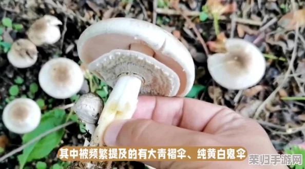 17c吃瓜黑料蘑菇网友热议：真相背后竟隐藏着这些不为人知的秘密！
