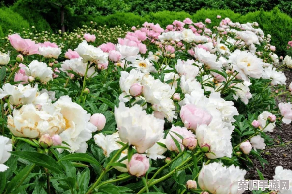 香软玉滑(林芍药)_细腻口感与清新香气的完美结合，令人陶醉不已