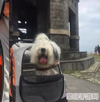 微信快点躲起来游戏无限体力，畅享无尽乐趣与挑战，轻松提升你的反应能力！