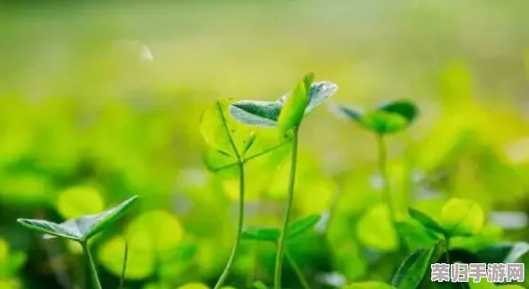 四叶草欧洲和国产区别大揭秘:幸运女神眷顾谁?一探究竟! 四叶草欧洲和国产区别大揭秘:幸运女神眷顾谁?一探究竟!