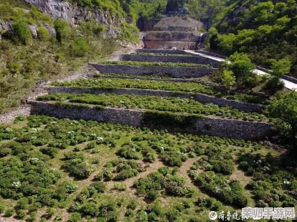 高效记忆《桃花源记》秘诀：分段联想与情景重现法，助你轻松速背经典篇章