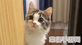 快猫8KW2024：性能强劲，操作简便，画质清晰，物超所值