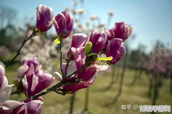 色五月第四色：感受春日的温暖与浪漫，畅享生活中的每一份美好与激情