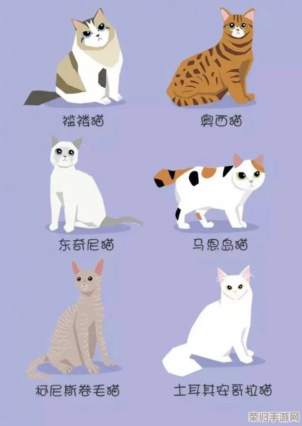 猫咪网站最新地域网名怎么取?2021年热门词汇大揭秘 猫咪网站最新地域网名怎么取?2021年热门词汇大揭秘